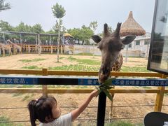 -西霞口神雕山野生动物世界