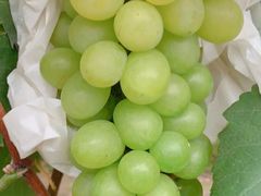 -马陆小张葡萄园农家乐