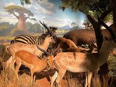 -陕西自然博物馆