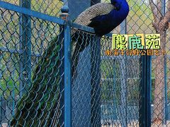 -北京麋鹿生态实验中心