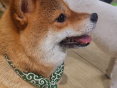 -逗柴咖啡屋·狗咖猫咖宠物桌游