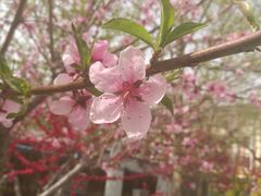 -万柳阁小馆·花园餐厅(龙潭湖店)