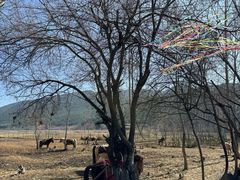 -泸沽湖国家级风景名胜区走婚桥