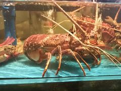 -花开富贵平潭海鲜楼(平潭店)