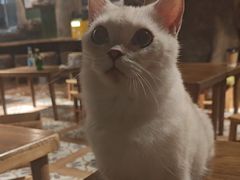 -猫猫幼稚园·撸猫·桌游·电玩