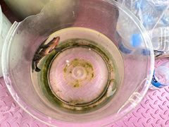 -小猫钓鱼海钓俱乐部(椰梦长廊店)