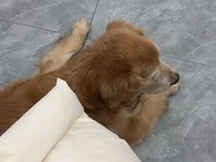 -美联众合爱康动物医院•复杂内科•肿瘤科•牙科•腔镜诊疗中心