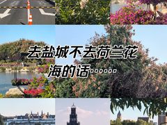 -荷兰花海