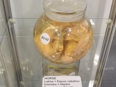 -冰岛阴茎博物馆