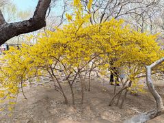 -桃花堤公园