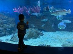 -烟台海昌鲸鲨海洋公园