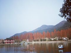 -黄贤森林公园
