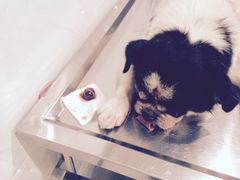 -乐嘟嘟宠物医院