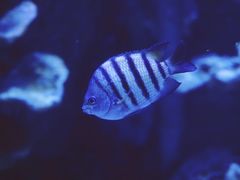 -左海海底世界