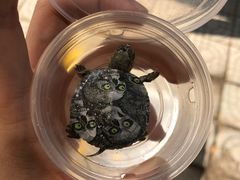 -杨招娣糕点(装驾桥巷店)
