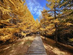 -苏木山森林公园