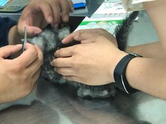 -半岛宠物医院24小时(科华中路店)