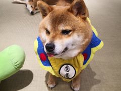 -逗柴咖啡屋·狗咖猫咖宠物桌游