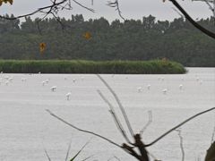 -大湾区中央湿地公园
