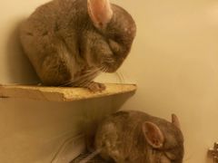 -龙猫仔乐园(惠福东路店)