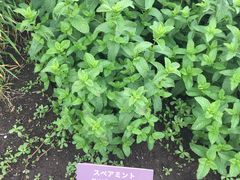 -富田农场
