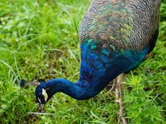 -云南野生动物园