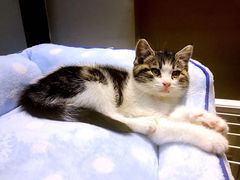 -东方名猫馆·英短金渐层布偶猫舍(环线广场1号楼店)