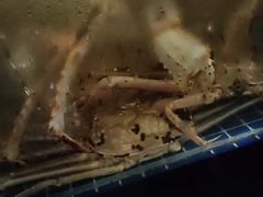 -王荣法仓前羊锅