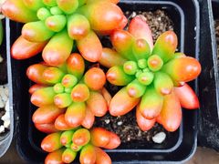-龙大花卉苗木市场