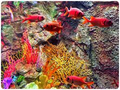 -太平洋海底世界