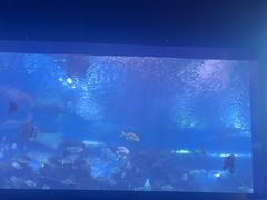 -重庆欢乐海底世界