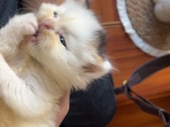 -楼上猫咖(罗湖店)