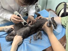 -达爱动物医院·犬猫分区·CT·复杂眼科(远洋山水分院)