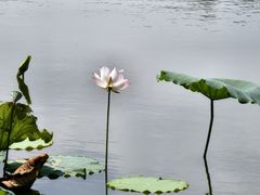-荔湾湖公园
