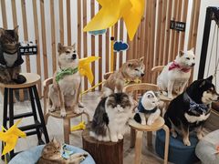 -柴迷FANS CLUB·柴犬狗咖·猫咖