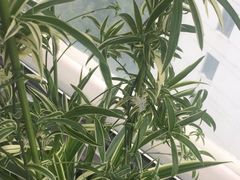-新湖明珠城