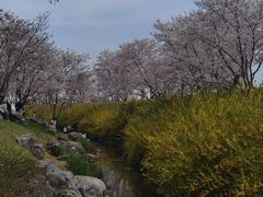 -羊山湖公园