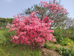 -南汇桃花村