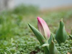 -上海鲜花港
