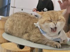 -Heymao猫咖.咖啡厅(东门店)