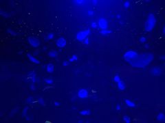 -江和美海洋公园