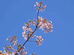 -新江湾城公园
