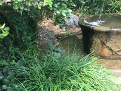 -十八棵（老龙井）御茶园(老龙井店)