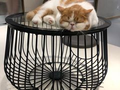 -飞行喵MR PILOT|猫舍·猫咖(静安大融城店)