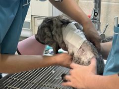 -动物缘宠物医院·骨科·猫科(西二环店)