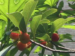 -上海昆虫博物馆