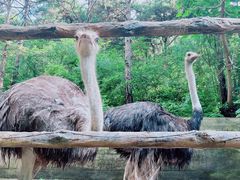 -燕塞湖鸟语林景区