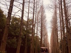 -上海滨江森林公园