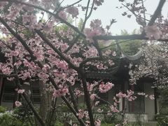 -秋霞圃