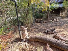 -鸡鸣汤包(红山动物园店)